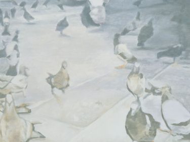 Pigeons
