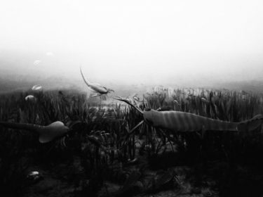 Ordovician Period Photo