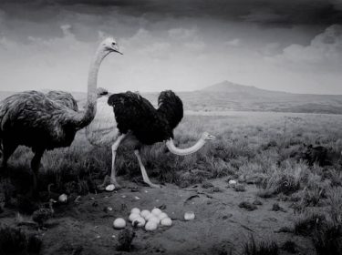 Ostrich –  Wart Hog